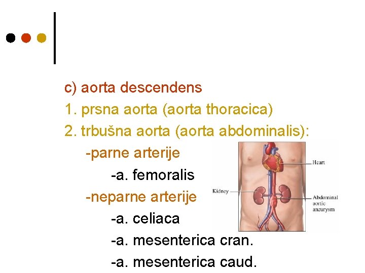 c) aorta descendens 1. prsna aorta (aorta thoracica) 2. trbušna aorta (aorta abdominalis): -parne c) aorta descendens 1. prsna aorta (aorta thoracica) 2. trbušna aorta (aorta abdominalis): -parne