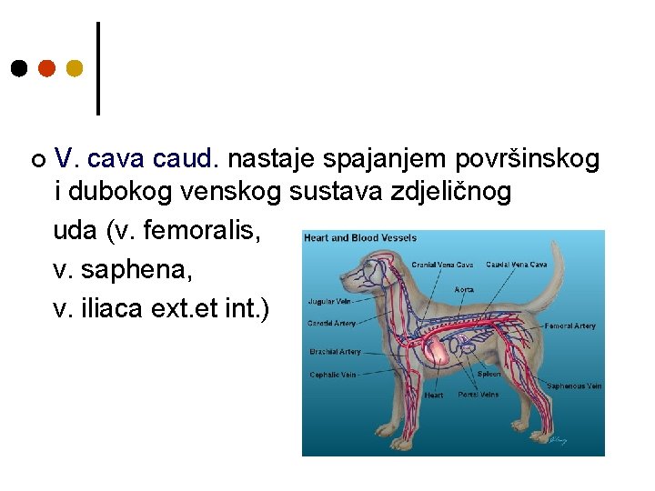 ¢ V. cava caud. nastaje spajanjem površinskog i dubokog venskog sustava zdjeličnog uda (v.