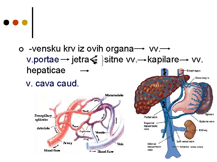 ¢ -vensku krv iz ovih organa v. portae jetra sitne vv. hepaticae v. cava