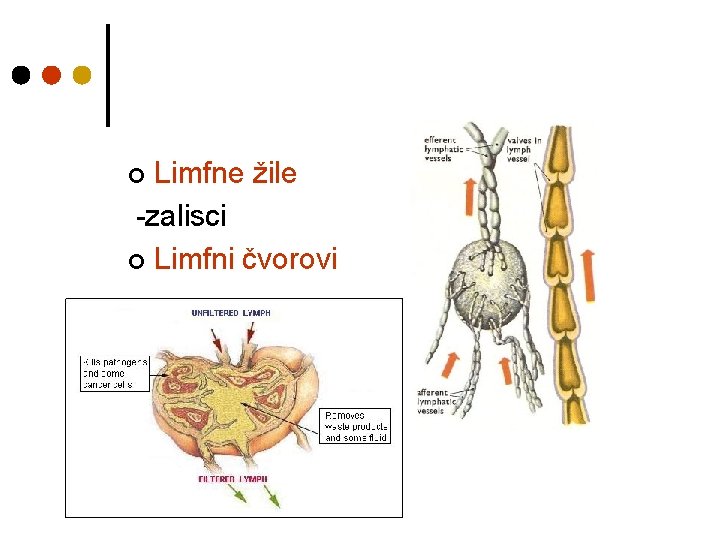 Limfne žile -zalisci ¢ Limfni čvorovi ¢ 