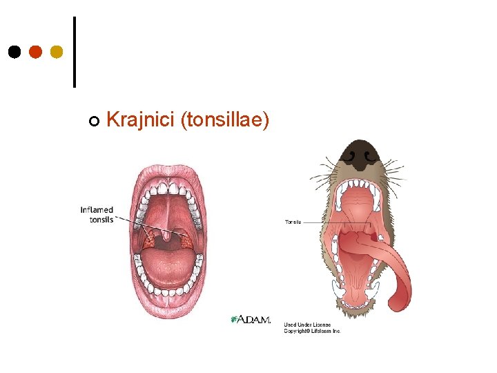 ¢ Krajnici (tonsillae) 