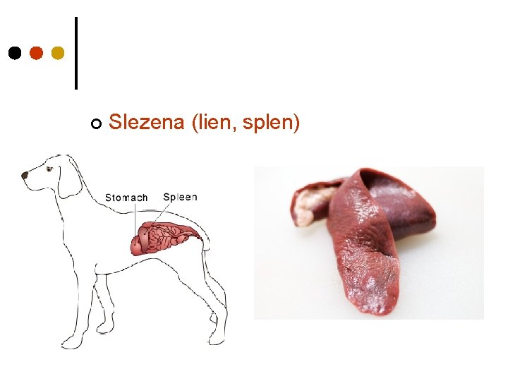 ¢ Slezena (lien, splen) 