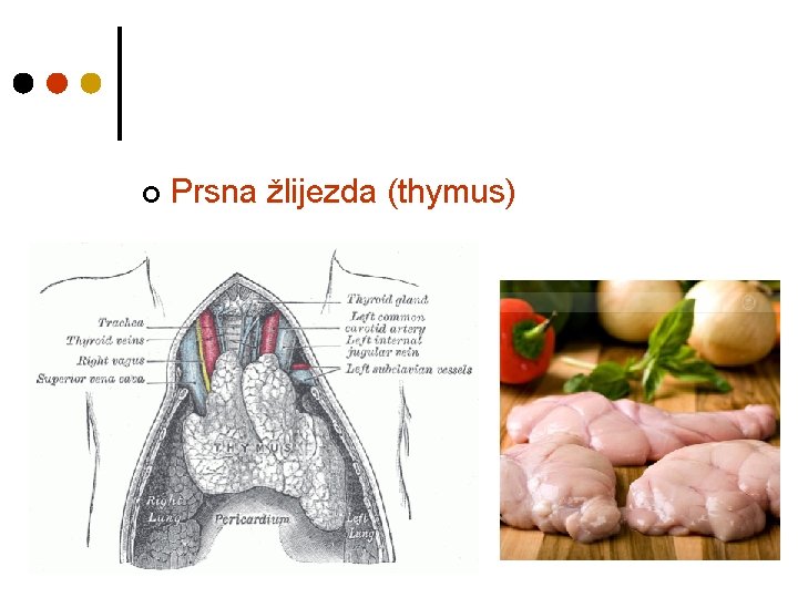 ¢ Prsna žlijezda (thymus) 