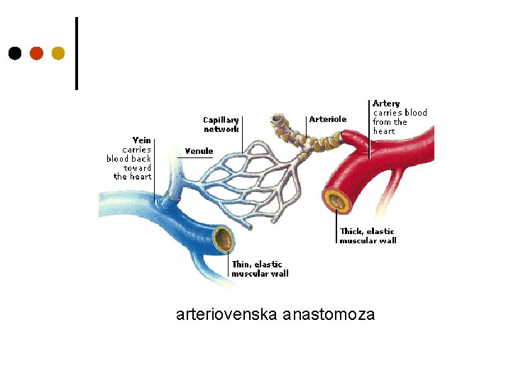 arteriovenska anastomoza 