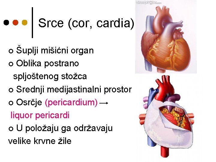 Srce (cor, cardia) Šuplji mišićni organ ¢ Oblika postrano spljoštenog stožca ¢ Srednji medijastinalni