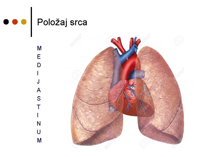 Položaj srca M E D I J A S T I N U M