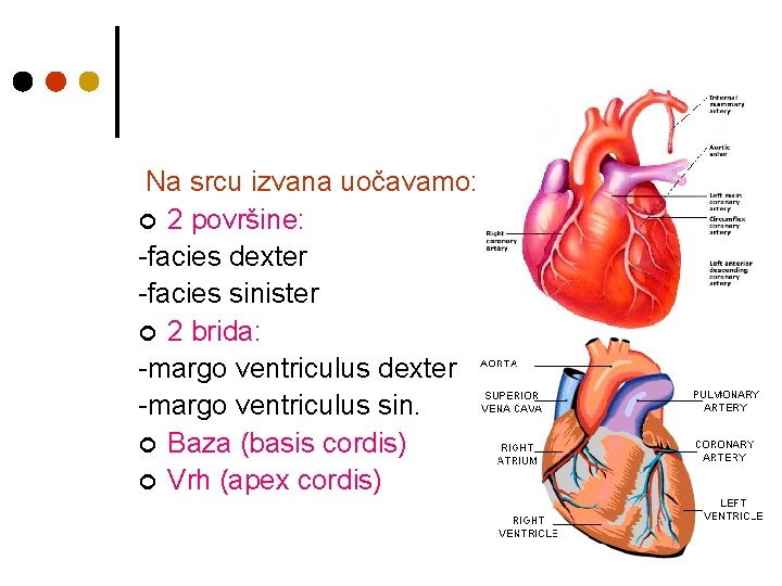 Na srcu izvana uočavamo: ¢ 2 površine: -facies dexter -facies sinister ¢ 2 brida: