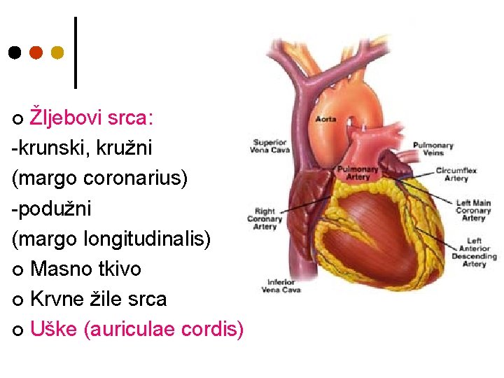 Žljebovi srca: -krunski, kružni (margo coronarius) -podužni (margo longitudinalis) ¢ Masno tkivo ¢ Krvne