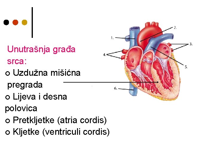 Unutrašnja građa srca: ¢ Uzdužna mišićna pregrada ¢ Lijeva i desna polovica ¢ Pretkljetke
