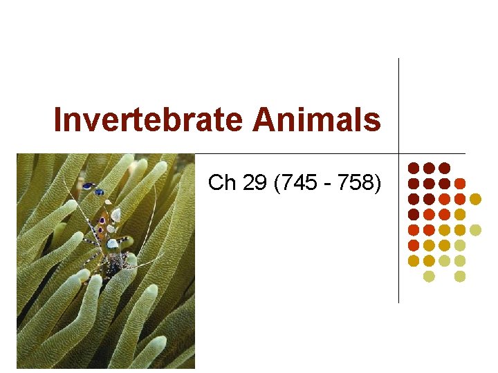 Invertebrate Animals Ch 29 (745 - 758) 