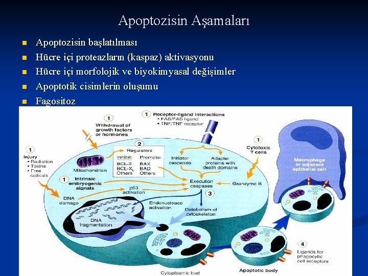 Apoptozisin Aşamaları n n n Apoptozisin başlatılması Hücre içi proteazların (kaspaz) aktivasyonu Hücre içi