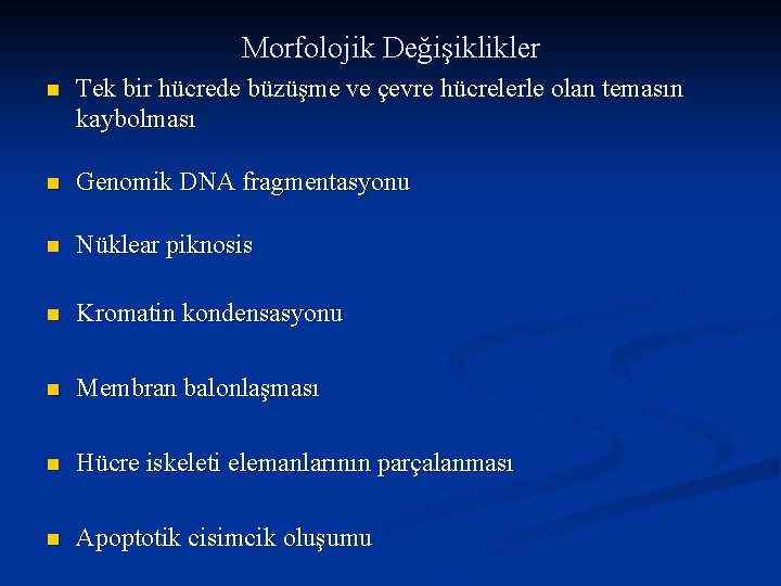 Morfolojik Değişiklikler n Tek bir hücrede büzüşme ve çevre hücrelerle olan temasın kaybolması n