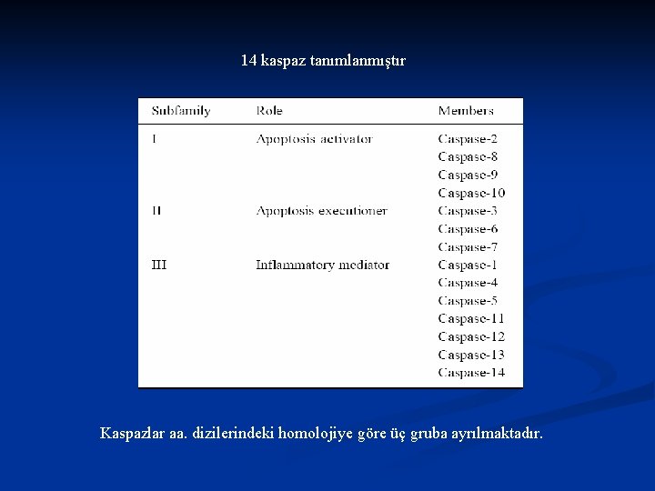 14 kaspaz tanımlanmıştır Kaspazlar aa. dizilerindeki homolojiye göre üç gruba ayrılmaktadır. 