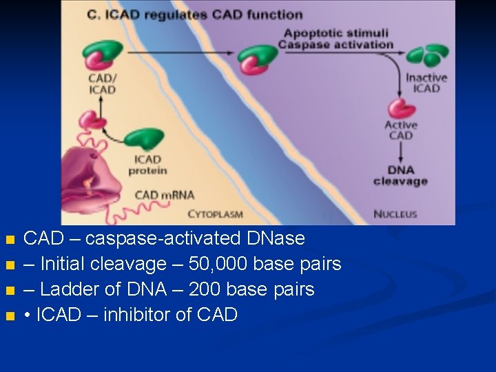 n n CAD – caspase-activated DNase – Initial cleavage – 50, 000 base pairs