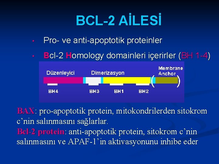 BCL-2 AİLESİ • Pro- ve anti-apoptotik proteinler • Bcl-2 Homology domainleri içerirler (BH 1