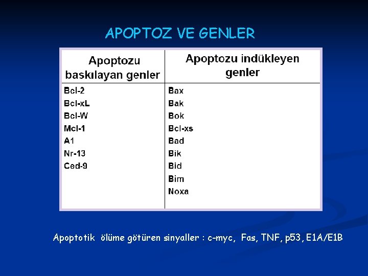 APOPTOZ VE GENLER Apoptotik ölüme götüren sinyaller : c-myc, Fas, TNF, p 53, E