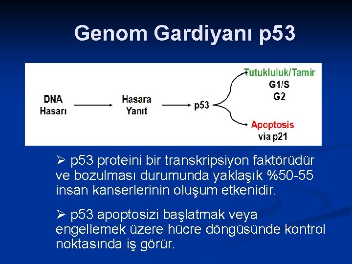 Genom Gardiyanı p 53 Ø p 53 proteini bir transkripsiyon faktörüdür ve bozulması durumunda