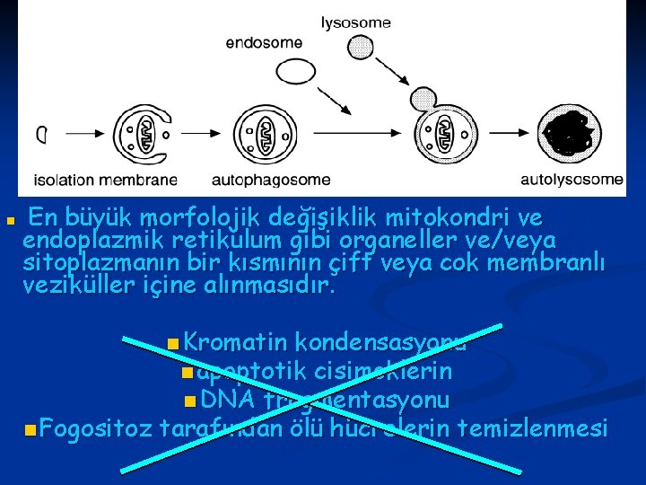 n En büyük morfolojik değişiklik mitokondri ve endoplazmik retikulum gibi organeller ve/veya sitoplazmanın bir