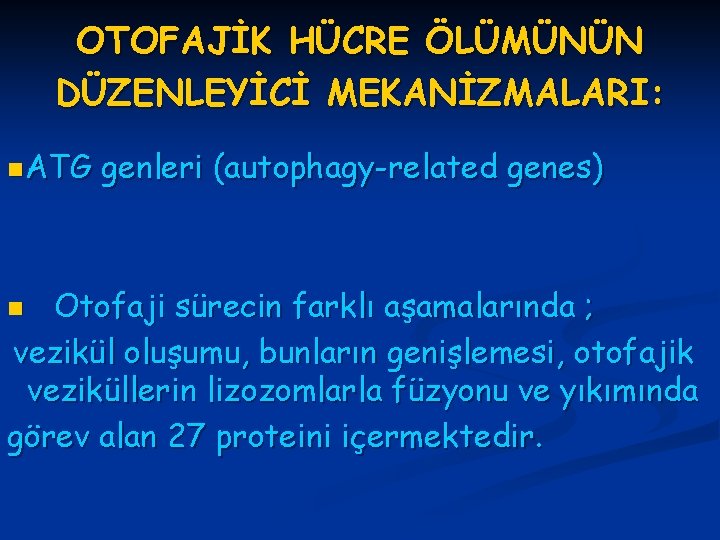 OTOFAJİK HÜCRE ÖLÜMÜNÜN DÜZENLEYİCİ MEKANİZMALARI: n ATG genleri (autophagy-related genes) Otofaji sürecin farklı aşamalarında