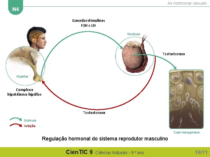 As hormonas sexuais N 4 Gonadoestimulinas FSH e LH Testículo Testosterona Hipófise Complexo hipotálamo-hipófise
