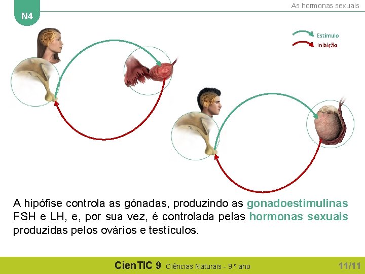 As hormonas sexuais N 4 Estímulo Inibição A hipófise controla as gónadas, produzindo as