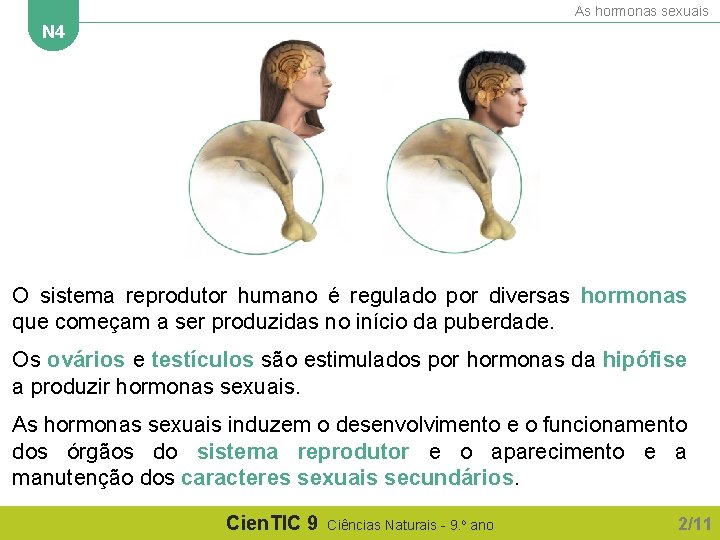 As hormonas sexuais N 4 O sistema reprodutor humano é regulado por diversas hormonas