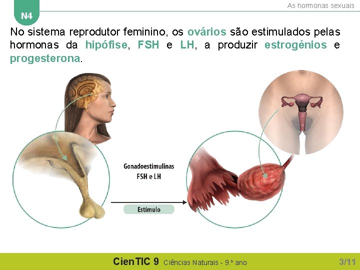 As hormonas sexuais N 4 No sistema reprodutor feminino, os ovários são estimulados pelas