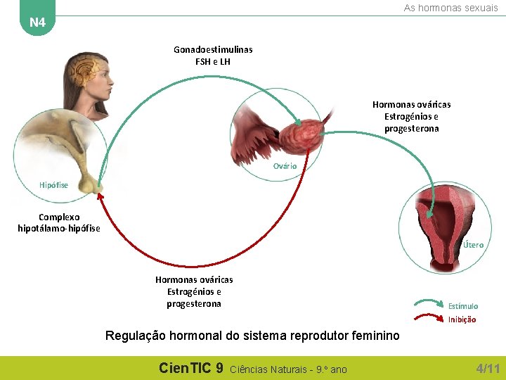 As hormonas sexuais N 4 Gonadoestimulinas FSH e LH Hormonas ováricas Estrogénios e progesterona