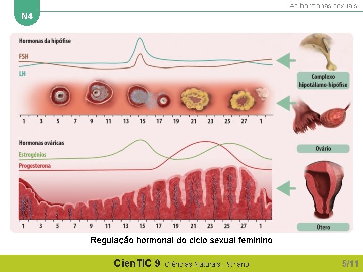 As hormonas sexuais N 4 Regulação hormonal do ciclo sexual feminino Cien. TIC 9