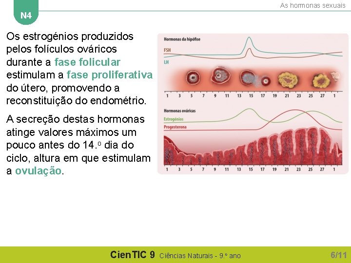 As hormonas sexuais N 4 Os estrogénios produzidos pelos folículos ováricos durante a fase