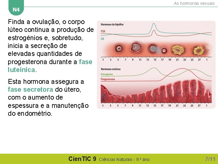 As hormonas sexuais N 4 Finda a ovulação, o corpo lúteo continua a produção