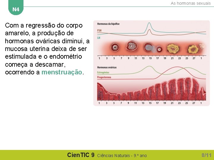 As hormonas sexuais N 4 Com a regressão do corpo amarelo, a produção de