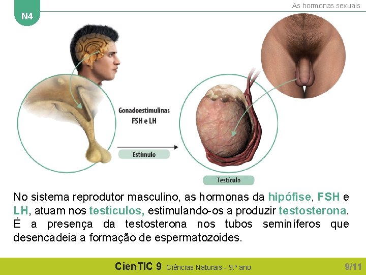 As hormonas sexuais N 4 No sistema reprodutor masculino, as hormonas da hipófise, FSH