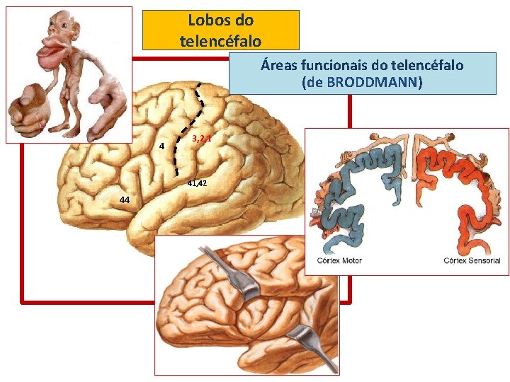Lobos do telencéfalo Áreas funcionais do telencéfalo (de BRODDMANN) 4 3, 2, 1 41,