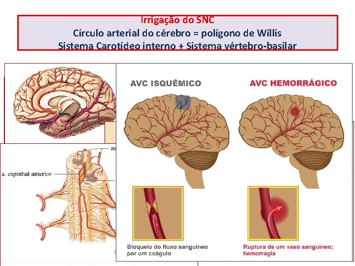 Irrigação do SNC Círculo arterial do cérebro = polígono de Willis Sistema Carotídeo interno