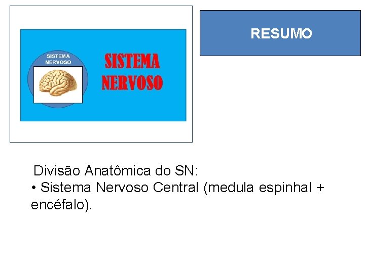 RESUMO Divisão Anatômica do SN: • Sistema Nervoso Central (medula espinhal + encéfalo). 