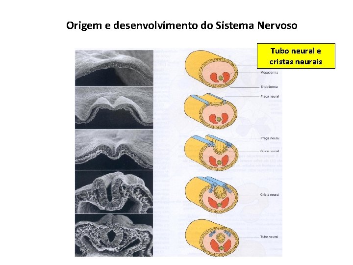 Origem e desenvolvimento do Sistema Nervoso Tubo neural e cristas neurais 