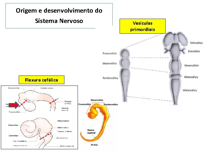 Origem e desenvolvimento do Sistema Nervoso Flexura cefálica Vesículas primordiais 