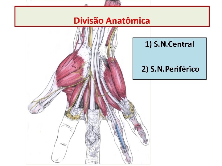 Divisão Anatômica 1) S. N. Central 2) S. N. Periférico 