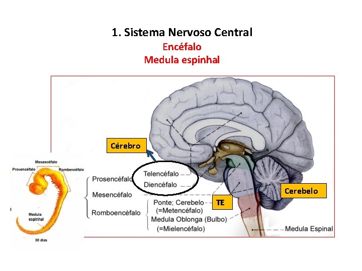 1. Sistema Nervoso Central Encéfalo Medula espinhal Cérebro Cerebelo TE 