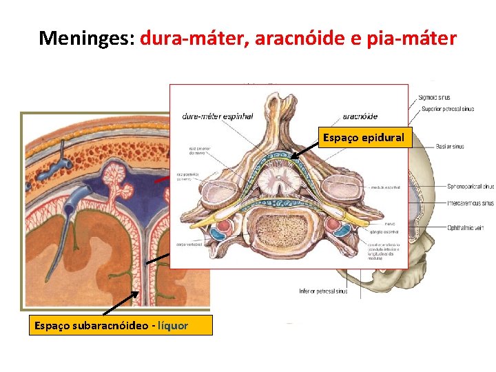 Meninges: dura-máter, aracnóide e pia-máter Espaço epidural Espaço subaracnóideo - líquor 