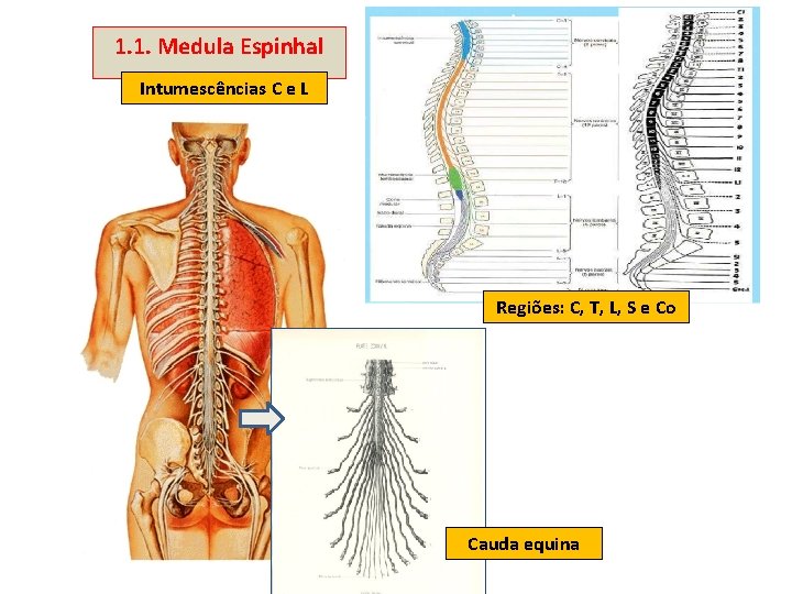 1. 1. Medula Espinhal Intumescências C e L Regiões: C, T, L, S e