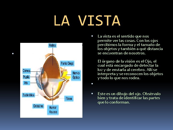 LA VISTA La vista es el sentido que nos permite ver las cosas. Con