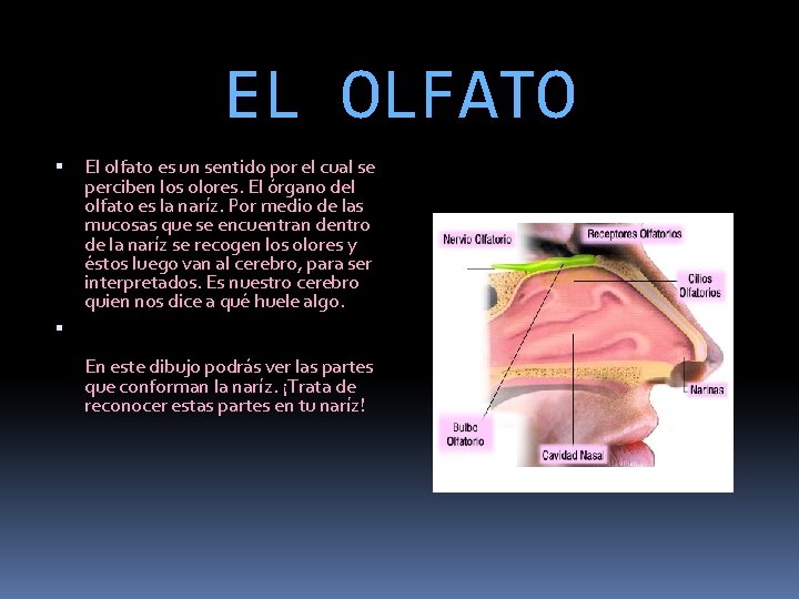 EL OLFATO El olfato es un sentido por el cual se perciben los olores.