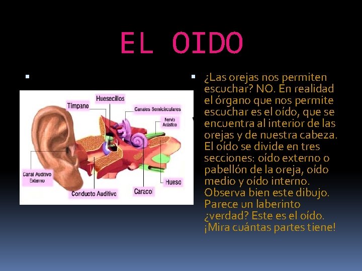 EL OIDO ¿Las orejas nos permiten escuchar? NO. En realidad el órgano que nos