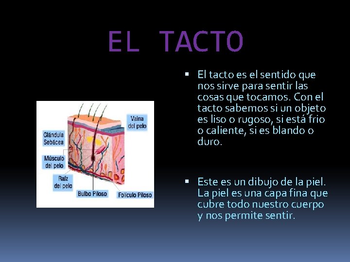 EL TACTO El tacto es el sentido que nos sirve para sentir las cosas