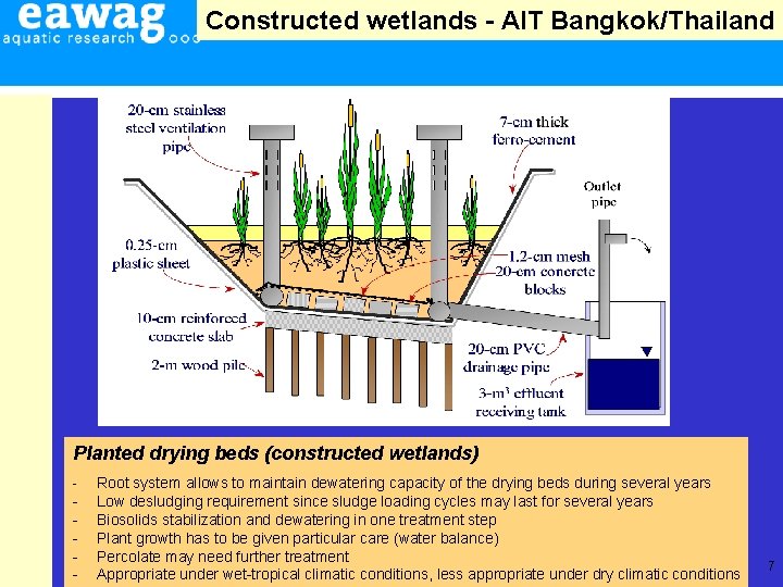 Constructed wetlands - AIT Bangkok/Thailand Planted drying beds (constructed wetlands) - - Root system