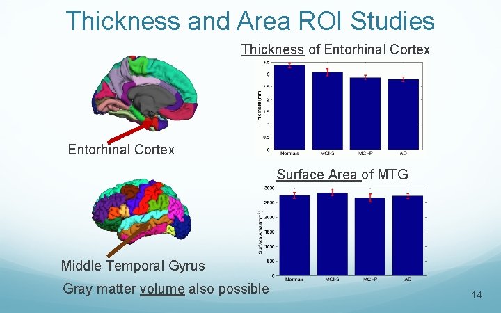 Thickness and Area ROI Studies Thickness of Entorhinal Cortex Surface Area of MTG Middle