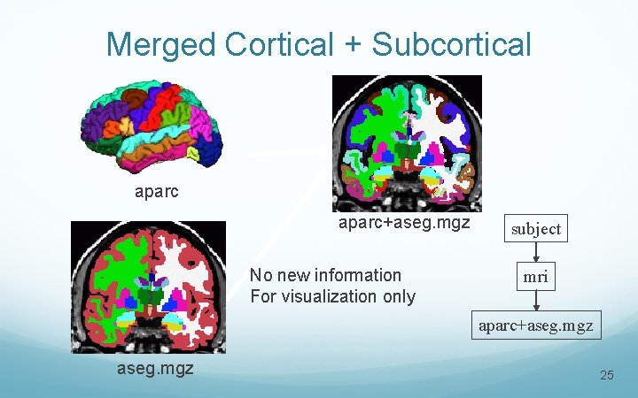 Merged Cortical + Subcortical aparc+aseg. mgz No new information For visualization only subject mri