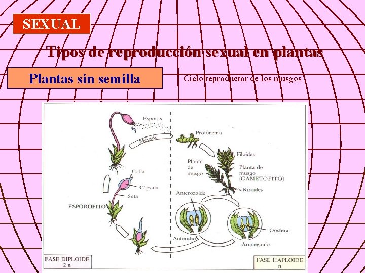 SEXUAL Tipos de reproducción sexual en plantas Plantas sin semilla Ciclo reproductor de los